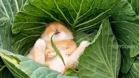 El relajante vídeo de un conejo comiendo plácidamente su plato favorito