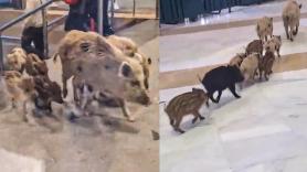 Una familia de jabalíes 'va de excursión' a un centro comercial y la sorpresa de la gente es tremenda: "¿Esto es una broma?"