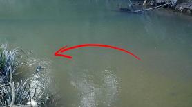 Una cámara consigue grabar a un animal que no había sido visto en 60 años