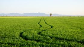 Investigadores británicos crean un tipo de arroz resistente a la sequía y al calor: 4.000 millones de personas dependen de su cosecha, sensible al aumento de la temperatura global