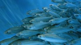 Científicos suecos lo confirman: los salmones expuestos a la cocaína de los ríos nadan 5 km más y los expuestos a su metabolito duplican la distancia