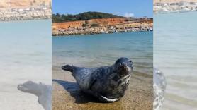 Emergencias actúa de inmediata ante la llegada de dos focas a las playas de cádiz