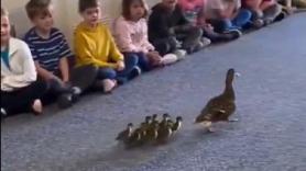 Una mamá pato hace su nido en una escuela y regresa con sus patitos para presentarlos a los alumnos