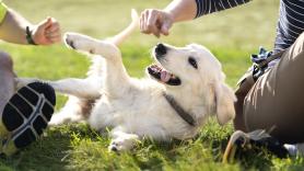 Adoptan al perro más tranquilo de la camada, pero una vez en casa se dan cuenta de que no era lo que pensaban