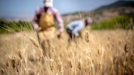 50.000 variedades autóctonas y 3.000 solo de trigo: el banco nacional de semillas guarda en Alcalá de Henares lo que la agricultura industrial descartó y ahora es clave contra el cambio climático