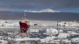 Intriga máxima de los biólogos tras descubrir miles de nidos por casualidad bajo el hielo de la Antártida