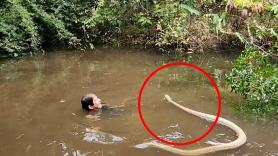 Un explorador se enfrenta cara a cara con una cobra real gigante: "¡Es la serpiente venenosa más grande del mundo!"