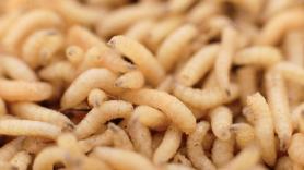 La industria que iba a revolucionar lo que comemos invirtió 2.000 millones en granjas de insectos: ahora la mitad de ese dinero se ha esfumado con empresas quebradas