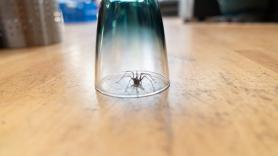 Los expertos en arácnidos avisan: si encuentras una araña en casa, lo mejor que puedes hacer es ignorarla