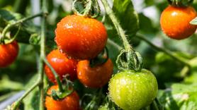 Una IA que escucha a los tomates: el atlas sonoro creado en Valencia ya detecta cuándo una planta tiene sed o sufre un ataque de insectos
