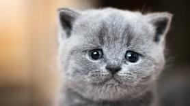 Japón vuelve a hacerlo: a punto de aprobarse un tratamiento para la insuficiencia renal crónica en gatos