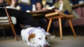 Se queja de un animal dentro del restaurante, pero la respuesta del propietario le quita la razón al instante: "Dio menos ruido que usted"