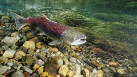 En este país de Europa buscan trabajadores para sus granjas: sueldos de más de 3.000 euros y sin experiencia previa