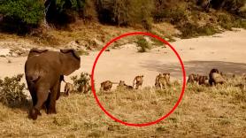 Un elefante se enfrenta solo a una manada de leones: "Es el verdadero rey de la sabana"