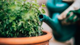 Eduardo Barba, investigador botánico: "La corona de Cristo florece todo el año si la tienes al sur y no la encharcas, aguanta el olvido sin quejarse"