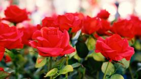 Los jardineros apuntan las 10 plantas que deben podarse en diciembre