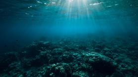 Sumergen un robot buceador en las profundidades oceánicas y topan con una criatura sorprendente con un comportamiento raro