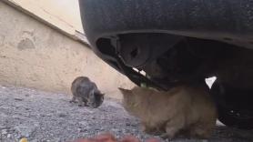 Utiliza su monopatín para darle comida a gatos callejeros y le pone una cámara para ver el resultado