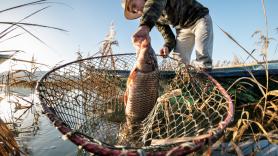 EEUU está perdiendo otra guerra, pero contra la carpa asiática: los pescadores, obligados a llevar casco navegando ríos para protegerse de esta especie invasora