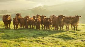 Lucía Casal, 22 años, lleva una ganadería de 500 terneros y sufrió bullying en el instituto por subir fotos con vacas: "Me decían que no me lavaba"