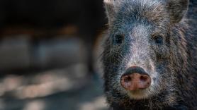 Multas de hasta 750 por dar comida a los jabalíes en una ciudad malagueña para frenar la población: "Se han convertido en un problema de salud pública y de seguridad"