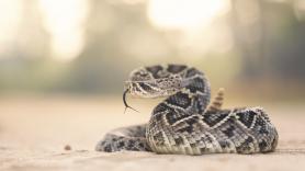 Los científicos desmienten un viejo mito: las mordeduras de las serpientes cascabel bebés no son más letales que las de sus progenitores