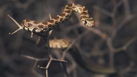"Los turistas estaban escandalizados": una serpiente de metro y medio desata el pánico en una playa de Mallorca y la Guardia Civil da una respuesta insólita
