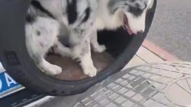 El innovador transportín para llevar a su perro en el coche de la forma más cómoda y fresca