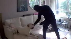 Entra un ladrón en casa y su perro hace lo nunca visto: "Creo que es el peor perro guardián de la historia"