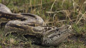 Una pareja se gana la vida cazando pitones en Florida: 50 dólares por serpiente, 30 por hora y un bonus de 1.000 al que más cace