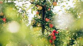 Los horticultores coinciden: no hay que adaptar los manzanos al clima futuro, sino hacerlos adaptables a uno imprevisible para que sobrevivan