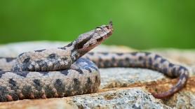 Luca Faoro, curador de arte: "A principios del siglo XVIII, una sola farmacia de Venecia necesitaba entre 600 y 800 víboras al año para sus medicamentos"