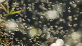 Por qué los mosquitos pican más a unos que a otros: el grupo sanguíneo 0 positivo, el CO₂ y la forma de sudar son las claves