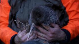 Encuentran una especie animal que llevaba sin verse más de 50 años