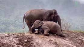 Esta elefanta ciega no quería seguir viviendo hasta que apareció una cría que lo cambió todo