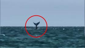 Pillan en vídeo a una ballena en pleno flirteo y no puede ser más majestuosa