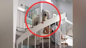 Los Golden Retriever no entienden el funcionamiento de las escaleras de caracol y los dueños improvisan una operación de rescate