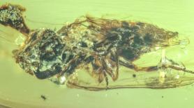 Pesan seis veces más que toda la humanidad: el gigantesco mundo de hongos enterrado bajo el suelo que mantiene fría la Tierra