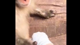 El sorprendente hábito de los monos que fortalece sus lazos sociales