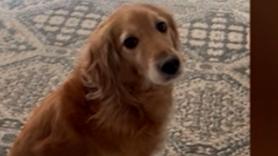 La reacción de este Golden Retriever cuando su dueña estornuda está a otro nivel: "¡Como si tuviera la peste!"