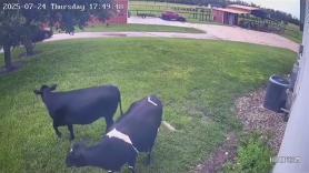 Unas vacas corren hasta el coche de su dueño para saludarlo cada vez que vuelve a casa