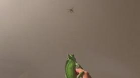 Utiliza un camaleón para cazar una enorme araña que aparece en su techo