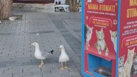 Las gaviotas que pretendían ser gatos: se acercan a una máquina de comida solo para felinos