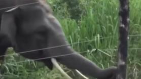 La inteligencia de este elefante al burlar una valla eléctrica deja a todos asombrados