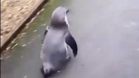 La adorable reacción de un pingüino emocionado por un abrazo