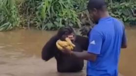 El emotivo gesto de un chimpancé al ver al cuidador que le había salvado la vida