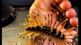 Así es el ciempiés doméstico gigante que habita en Japón que nadie querría en su casa