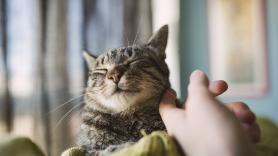 Los investigadores coinciden: tras analizar a más de 280 gatos, esta es la razón por la que hay razas que ronronean menos
