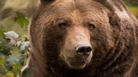 Un propietario se ve obligado a compartir piso con un 'compañero' de 250 kg más de un mes: "Nos dio pena, volamos y lo sacamos"