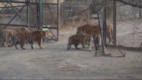 Un tigre siberiano se une a una manada de tigres bengala y cambia toda su jerarquía solo por su tamaño